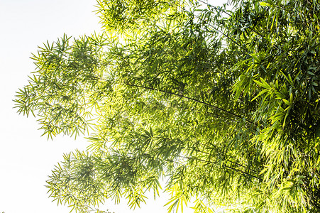 竹林，竹子，竹叶摄影照片_竹子竹叶背景