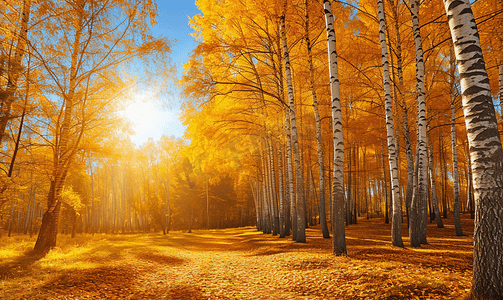 金秋10月摄影照片_阳光照耀下的金色秋天美丽的森林树木