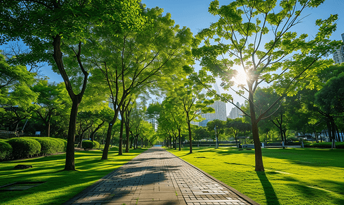 阳光下的城市公园美景