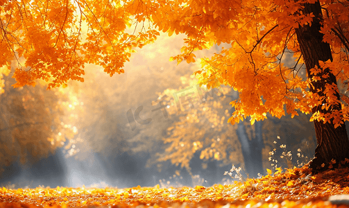 中秋风底纹摄影照片_阳光照耀下的金色秋天美丽的森林树木