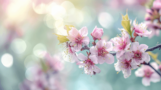 桃树桃花背景图片_春天阳光下公园里树枝花朵开放的背景3