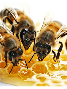 蜜蜂采蜜蜂蜜