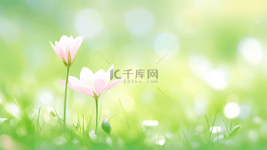 草地盛开粉色花朵清新背景5