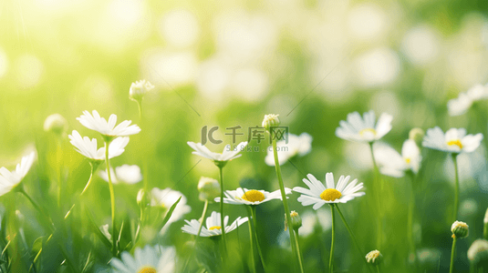 绿色草坪数字背景图片_春天里绿色草坪上小雏菊开放的背景图18