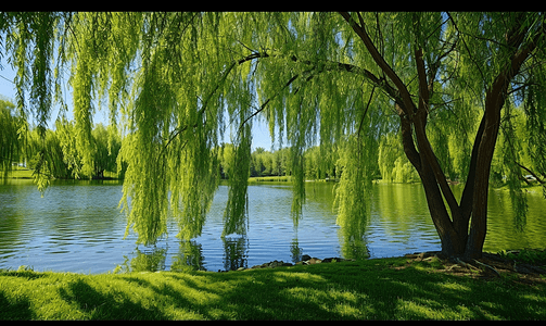 头像边框柳树摄影照片_春天湖畔垂柳柳树