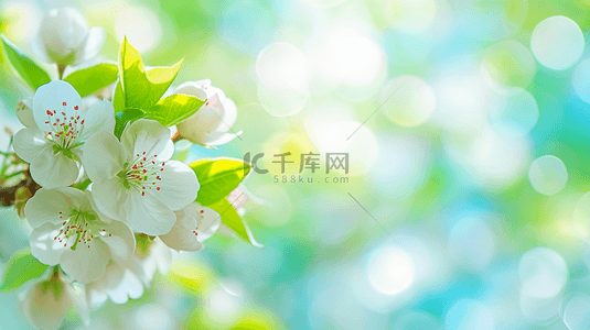 春天花朵开放背景图片_春天阳光下公园里树枝花朵开放的背景10