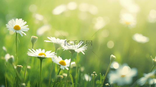 小雏菊背景图片_春天里绿色草坪上小雏菊开放的背景图11