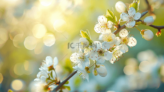 春天阳光下公园里树枝花朵开放的背景11