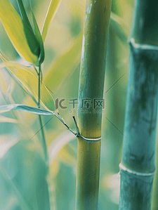 春天森林山上绿色竹子的背景图1