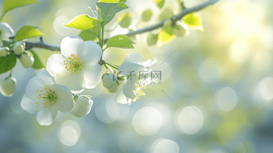 春天公园里树枝上小花绽放的背景图10