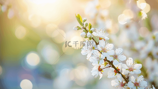 春天的背景图背景图片_春天公园里树枝上小花绽放的背景图2