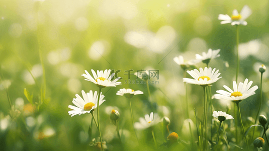 绿色浪漫背景图片_春天里绿色草坪上小雏菊开放的背景图2