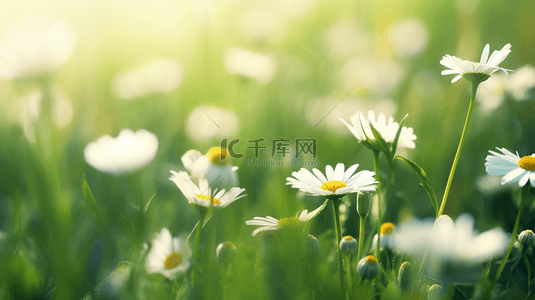 春天里绿色草坪上小雏菊开放的背景图14