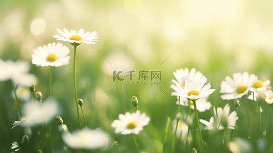 春天里绿色草坪上小雏菊开放的背景图20