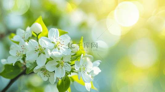 春天的背景图背景图片_春天公园里树枝上小花绽放的背景图6