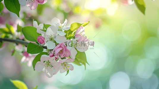 阳光意境背景图片_春天阳光下公园里树枝花朵开放的背景12