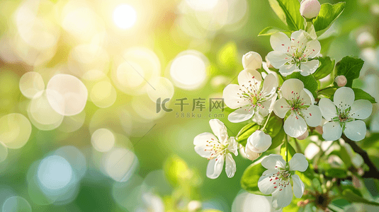 春天阳光下公园里树枝花朵开放的背景13