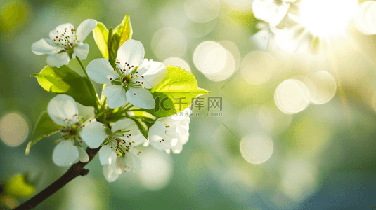 春天的背景图背景图片_春天公园里树枝上小花绽放的背景图16