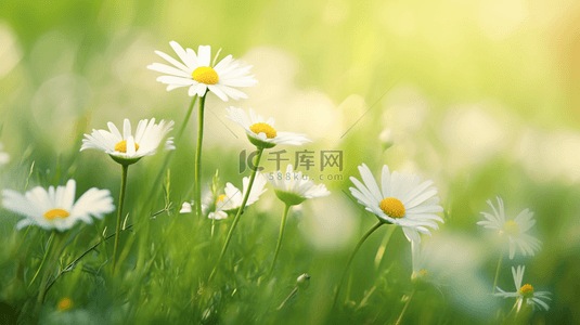 雏菊背景图片_春天里绿色草坪上小雏菊开放的背景图6