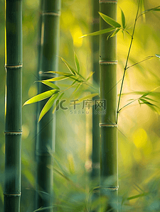 春天森林山上绿色竹子的背景图11