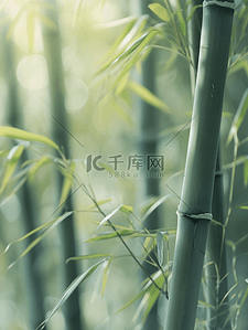 春天的竹子背景图片_春天森林山上绿色竹子的背景图9