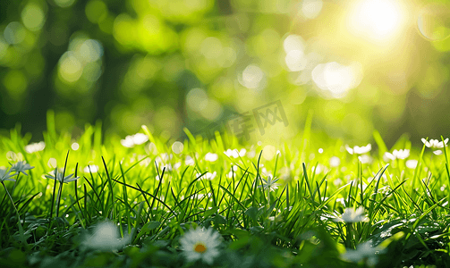 绿色清新草背景摄影照片_春天阳光复苏绿色草地