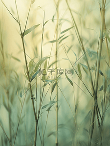 春天的背景图背景图片_春天森林山上绿色竹子的背景图7