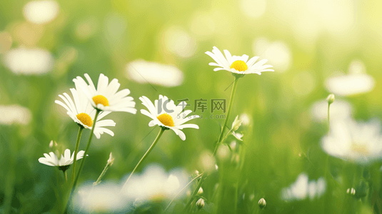 春天里绿色草坪上小雏菊开放的背景图8