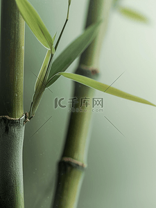 春天森林山上绿色竹子的背景图19