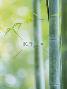 春天的竹子背景图片_春天森林山上绿色竹子的背景图13
