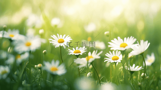 春天里绿色草坪上小雏菊开放的背景图1