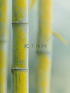 春天森林山上绿色竹子的背景图4