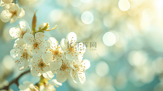 图片唯美背景图片_春天朦胧唯美树枝上开花的图片背景图3