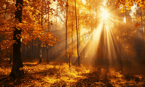 雨中飘落的回忆摄影照片_阳光照耀下的金色秋天美丽的森林树木