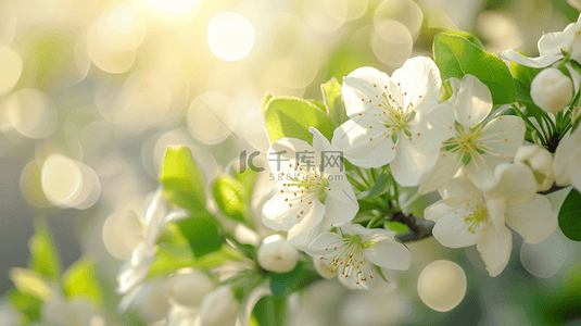 意境春天背景背景图片_春天阳光下公园里树枝花朵开放的背景7