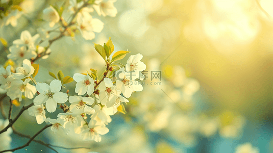 春天公园里树枝上小花绽放的背景图89