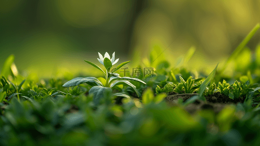 小草花朵背景图片_春天阳光下小草花朵发芽的背景图8