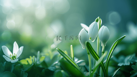 小草花朵背景图片_春天阳光下小草花朵发芽的背景图9
