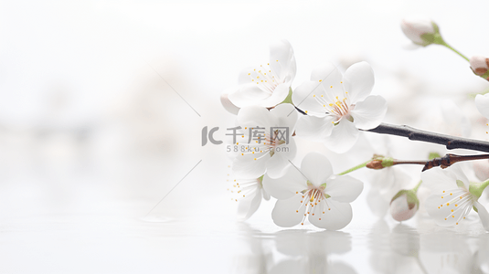 春季白色背景图片_春天春暖花开梨花开满枝头背景图