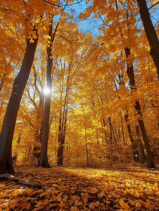 摄影日本摄影照片_阳光照耀下的金色秋天美丽的森林树木