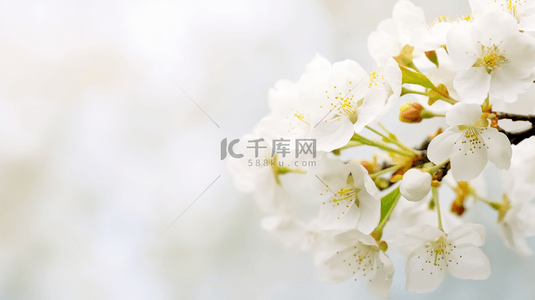 枝头背景图片_春天春暖花开梨花开满枝头背景素材