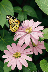 花丛蝴蝶摄影照片_花丛中采蜜的蝴蝶摄影配图3