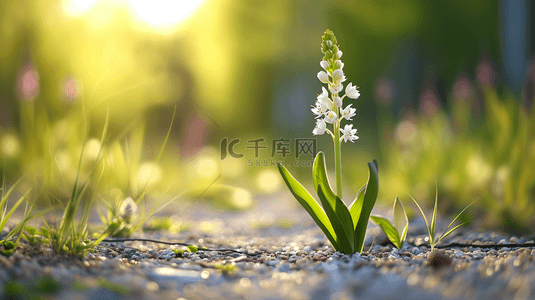 春天阳光下小草花朵发芽的背景图7