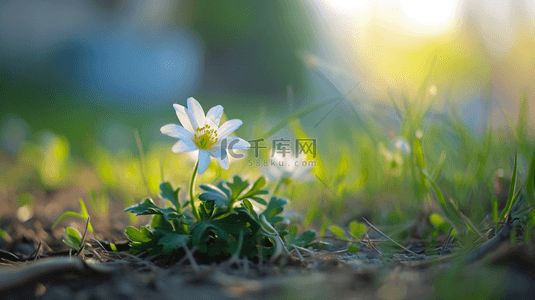 土地背景图背景图片_春天阳光下小草花朵发芽的背景图6