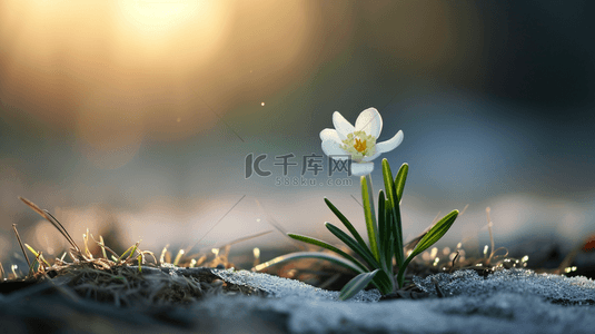 春天阳光下小草花朵发芽的背景图1