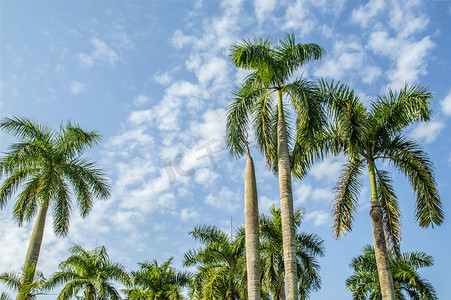 我家大王摄影照片_热带植物大王椰子树