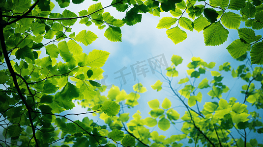 蓝天绿叶摄影照片_蓝天白云翠绿的树叶9