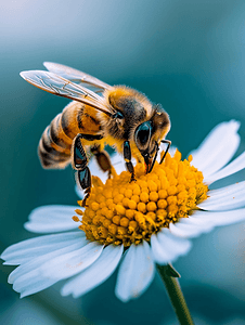 春天蜜蜂采花蜜