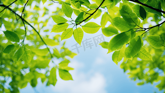 蓝天绿叶摄影照片_蓝天白云翠绿的树叶8