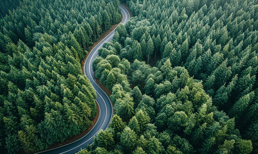 航拍蜿蜒道路与森林